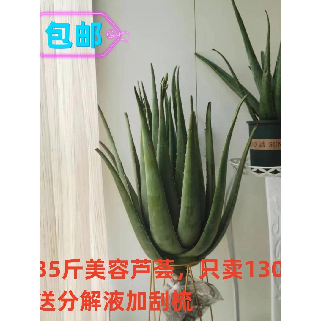 库拉索芦荟美容院专用芦荟灌肤芦荟盆栽可食用芦荟观赏吸甲醛芦荟