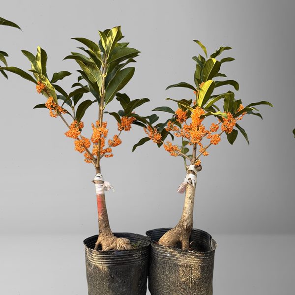 桂花树盆景金桂绿植丹桂树苗四季桂庭院八月桂日香桂朱砂桂大树香
