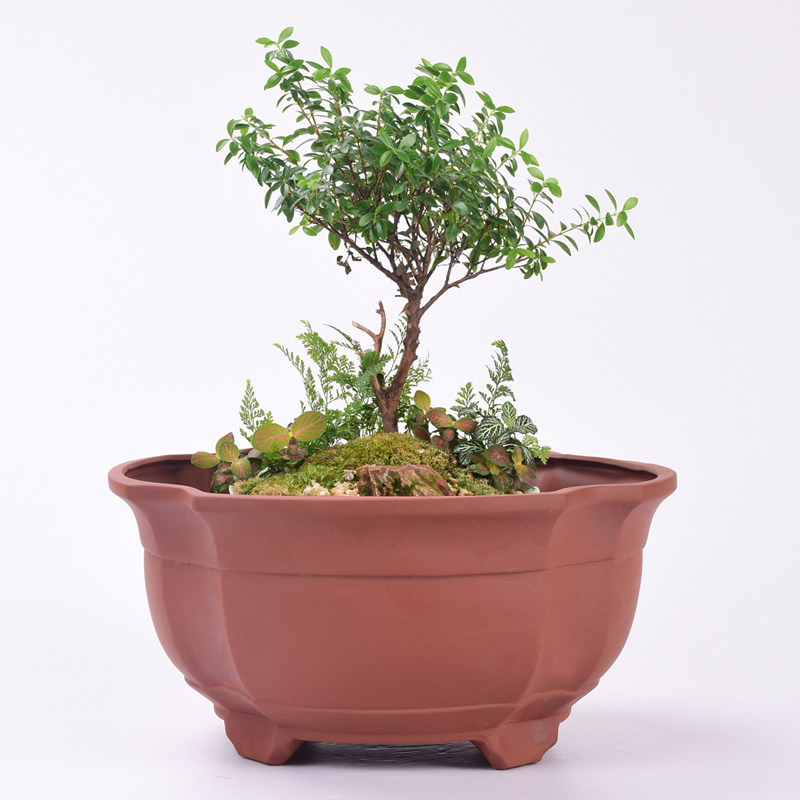 紫砂君子兰花盆粗陶多肉植物花盆大号蝴蝶兰吊兰花盆带清仓特大号