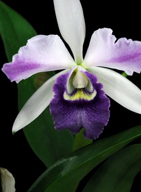 番茄雅韵堂C. Misima Elf大花Q兰阳台兰花洋兰浓香