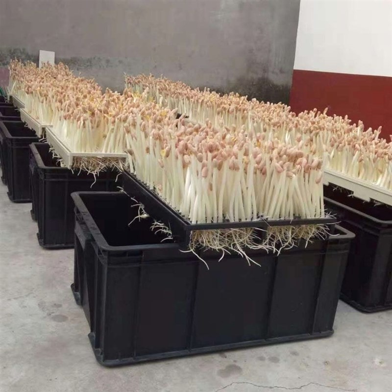 豆芽机豆芽机商用60斤全自动不锈钢设备新O款控制柜内外成品智能