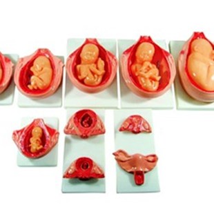 怀孕十月 妊娠胚S胎模型 10件胎儿妊娠发育过程模型 怀孕胎儿模型