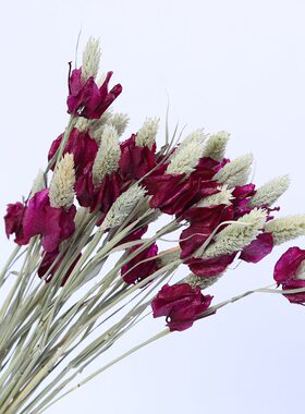 云南干花【含笑花】8色餐桌飘窗玄关客I厅束插花组合装饰花小华店