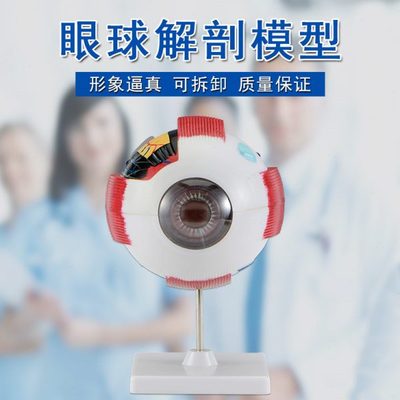 眼球结构解剖模型眼珠构造生物实验器材中学生物演示用可拆卸眼科