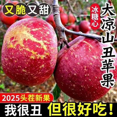 2025正宗大凉山丑苹果新鲜水果