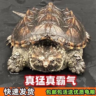 苗鳄龟凶鱼猛f鳄龟鳄n龟爆刺杂佛纯佛宠鳄物龟观赏龟北美小龟新款