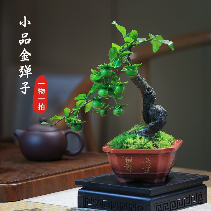 金弹子盆栽老桩一物一拍开花观果植物乔木禅意瓶兰造型盆景花卉