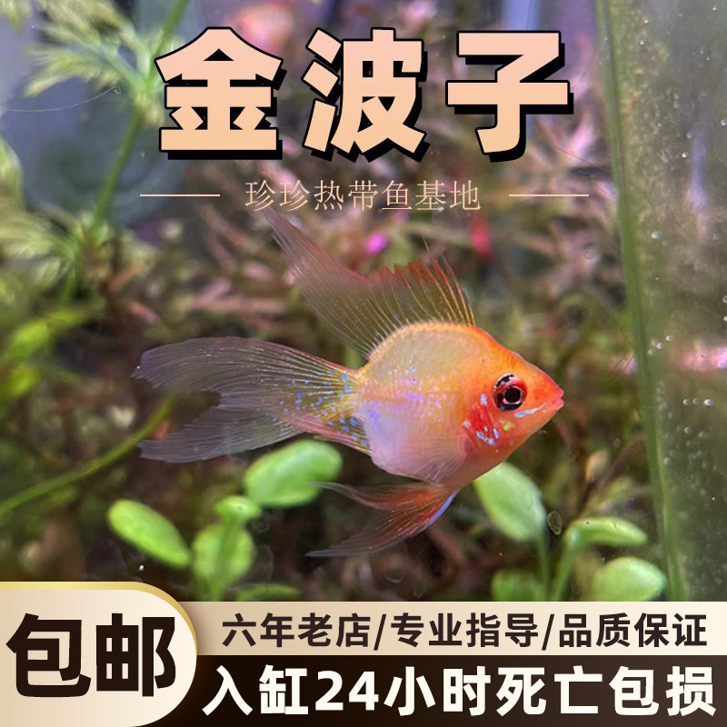 桃心长尾金波子鱼蓝波子鱼短鲷鱼热带观赏鱼荷兰凤凰球小型淡水鱼图片
