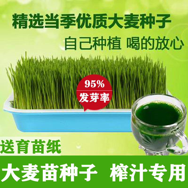 大麦苗子包邮小麦种大麦草籽芽苗菜子猫草若叶青汁水培种,鲜花速递/花卉仿真/绿植园艺,水枪,淘宝优惠券,粉丝福利购,淘宝优惠卷