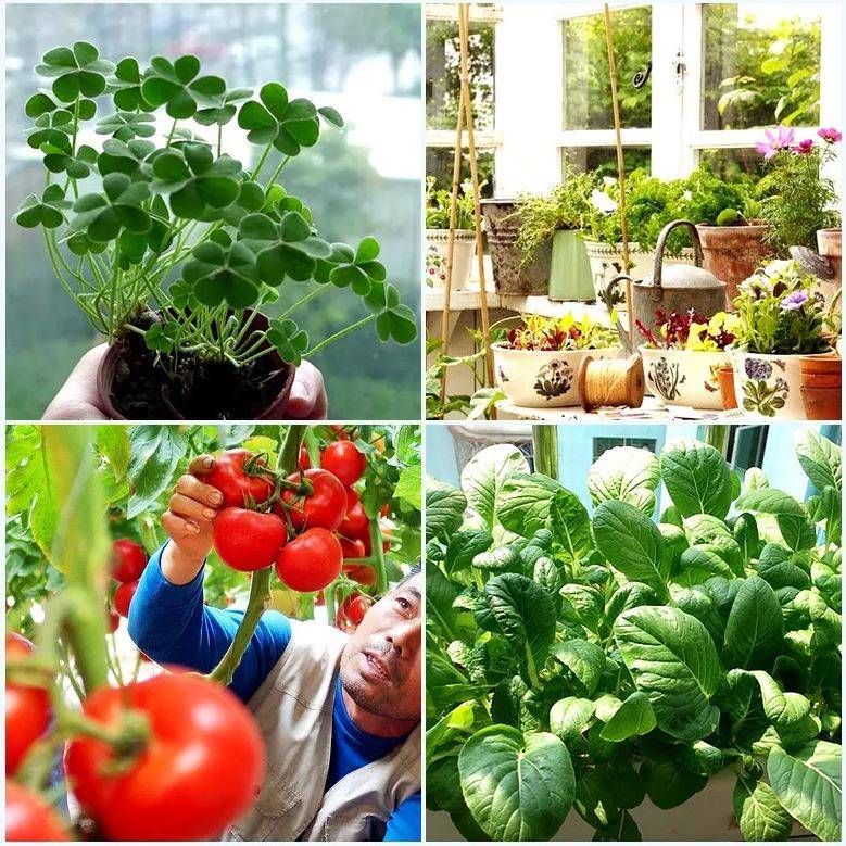 3030植物红灯珠INK1w红6照60665nm3-030植物明灯珠85光0nm红外光