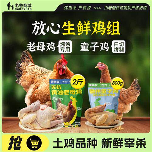 老爸评测黄油老母鸡生鲜鸡组整鸡现杀煲汤专用童子鸡蛋鲜森