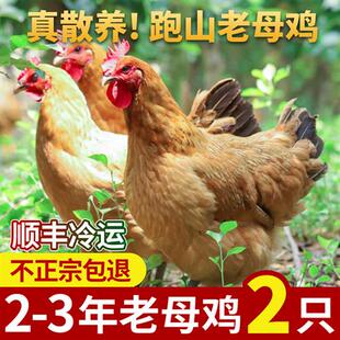 老母鸡土鸡农家散养鸡肉新鲜笨鸡走地鸡乌鸡活鸡新鲜现杀鸡整只