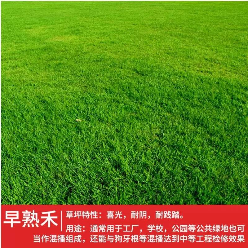 早熟禾草坪草种籽四季常青耐踩