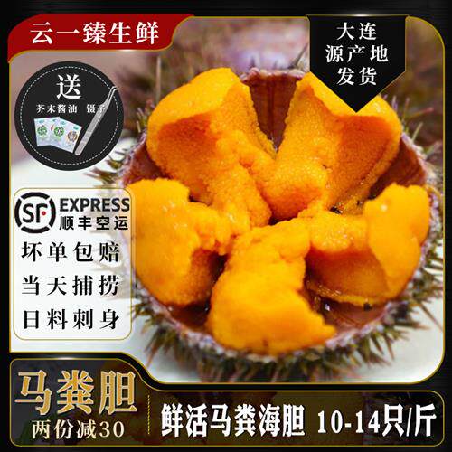 海胆鲜活紫黄胆刺身即食日料马粪海胆新鲜水饺炒饭超大连海鲜水产