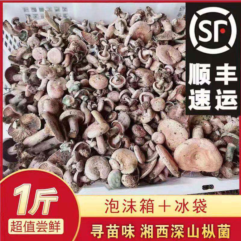 湘西新鲜野生乌枞菌蘑菇枞菌寒菌松树菌重阳菌雁来蕈雁鹅菌 500g