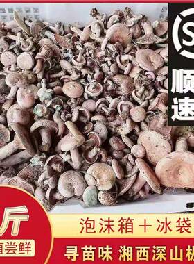 湘西新鲜野生乌枞菌蘑菇枞菌寒菌松树菌重阳菌雁来蕈雁鹅菌 500g