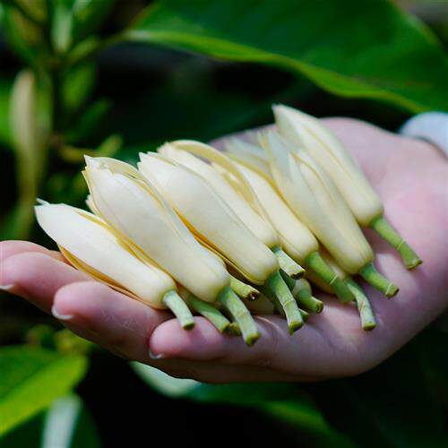 玉兰花鲜花精选白兰花新鲜当天现摘黄角兰花苞缅桂花香膏精油香水