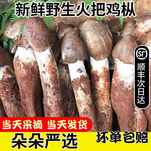 2025年现货新鲜火把鸡枞1000g野生菌蘑菇荔枝菇云南特产 鲜鸡纵菌