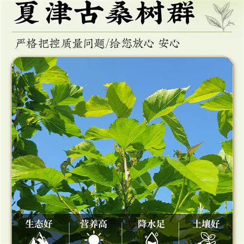 特级纯桑叶茶霜后霜打三高降正宗血养生压中药材正品官方经营店zz