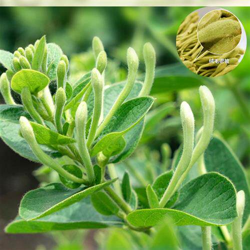 封丘金银花茶2025年新采头茬250g金银花袋装带绒毛