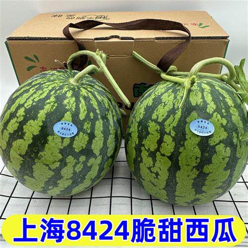 上海8424西瓜9斤大果南汇黑籽麒麟西瓜脆甜当季新鲜现摘无籽沙瓤
