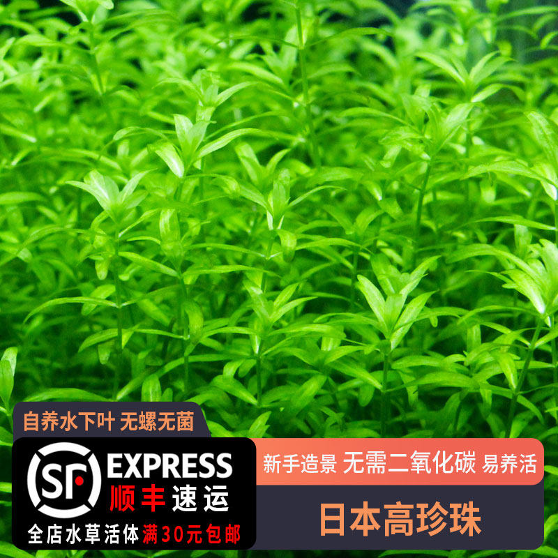 日本珍珠草自养水下叶中后景草缸造景无需二氧化碳高珍珠水草鱼缸