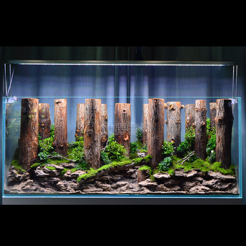 香槟木树干造景鱼缸水族箱森林直木装G饰雨林水陆缸造景套餐非沉