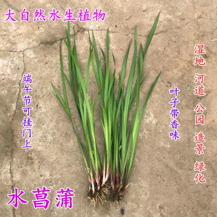 水菖蒲植物臭蒲 香菖蒲 水剑草水边植物净化水质水培沼泽过滤植物