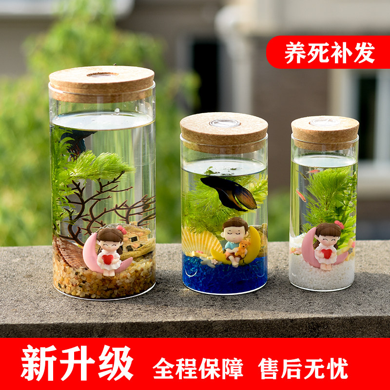 生态桌面迷你鱼缸小鱼景观瓶生态瓶微景观迷你水生态瓶diy瓶套装