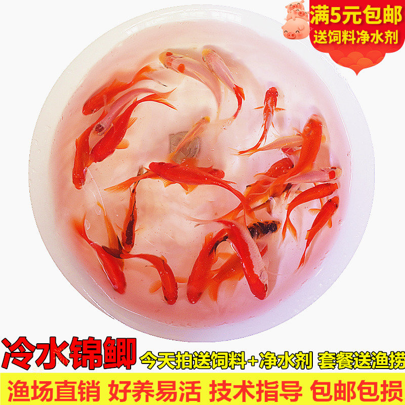 金鱼活体鱼观赏鱼锦鲤冷水鱼淡水鱼饲料鱼闯缸鱼宠物免包装费包邮