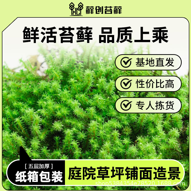 【藓创苔藓】鲜活苔藓白发藓大灰藓星星藓砂藓庭院草坪铺面造景