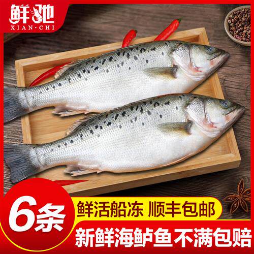 海鲈鱼新鲜冷冻海鱼鲜活深海鱼6条七星鱼海鲜水产海产品冰鱼卢鱼