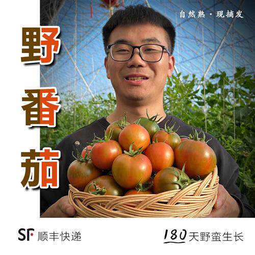 正宗丹东铁皮柿子碱地草莓番茄鹰爪柿子生吃绿腚小番茄礼盒装顺丰