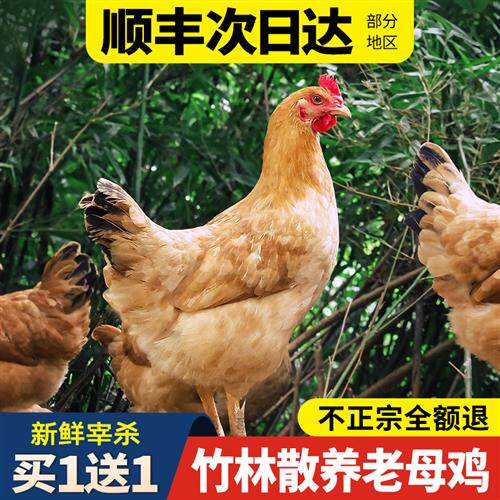 老母鸡土鸡农家散养正宗跑山走地竹林鸡山鸡肉生鲜大别山柴鸡整只