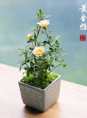 姬月季盆栽迷你创意花卉黄金雅蔷薇窗台阳台庭院微型绿植攀援花