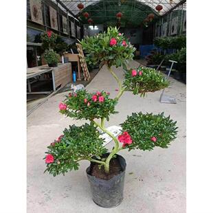 杜鹃盆景造型游龙花盆栽室内室外绿植花卉杨梅红樱桃红西玛小桃红