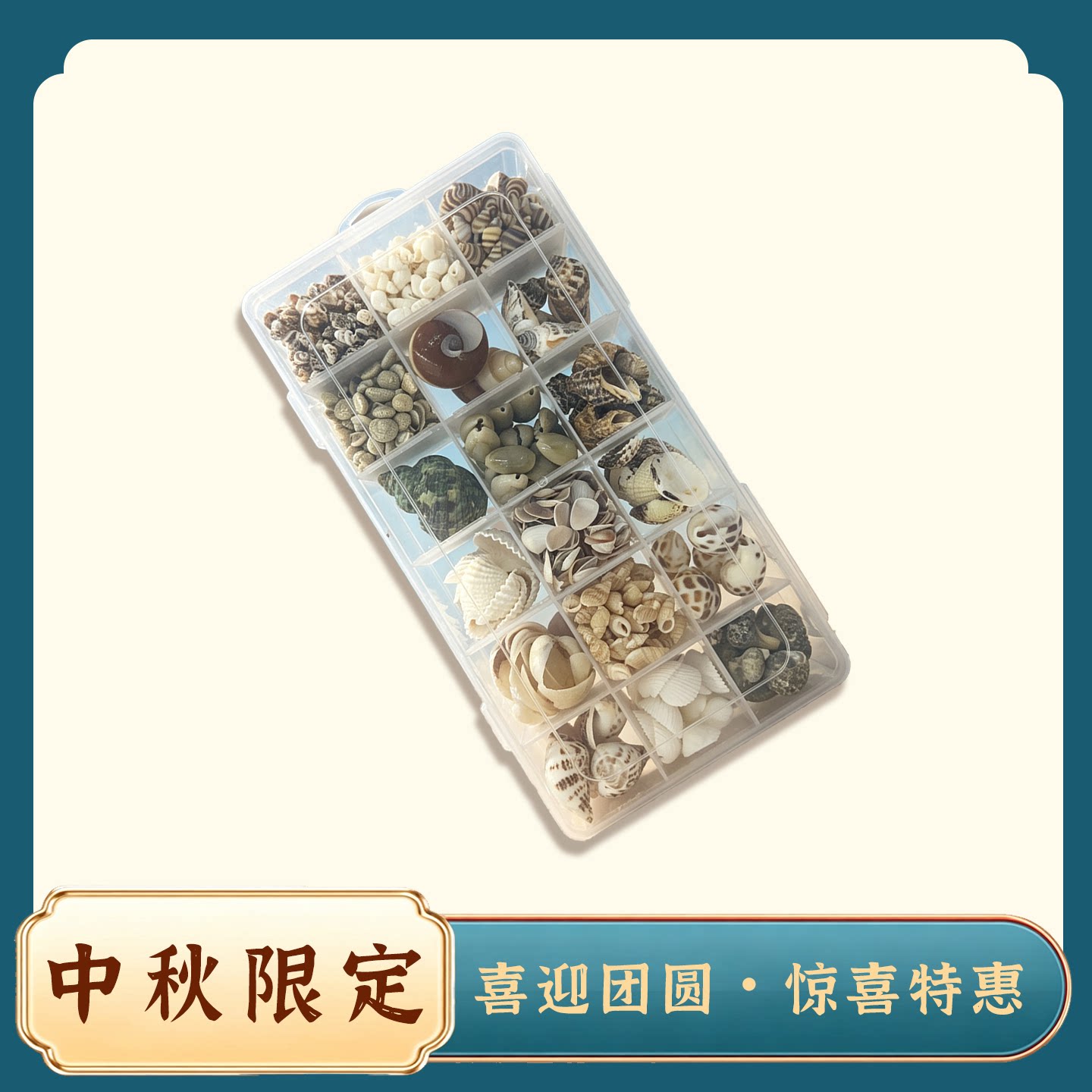 连云港天然贝壳海螺标本