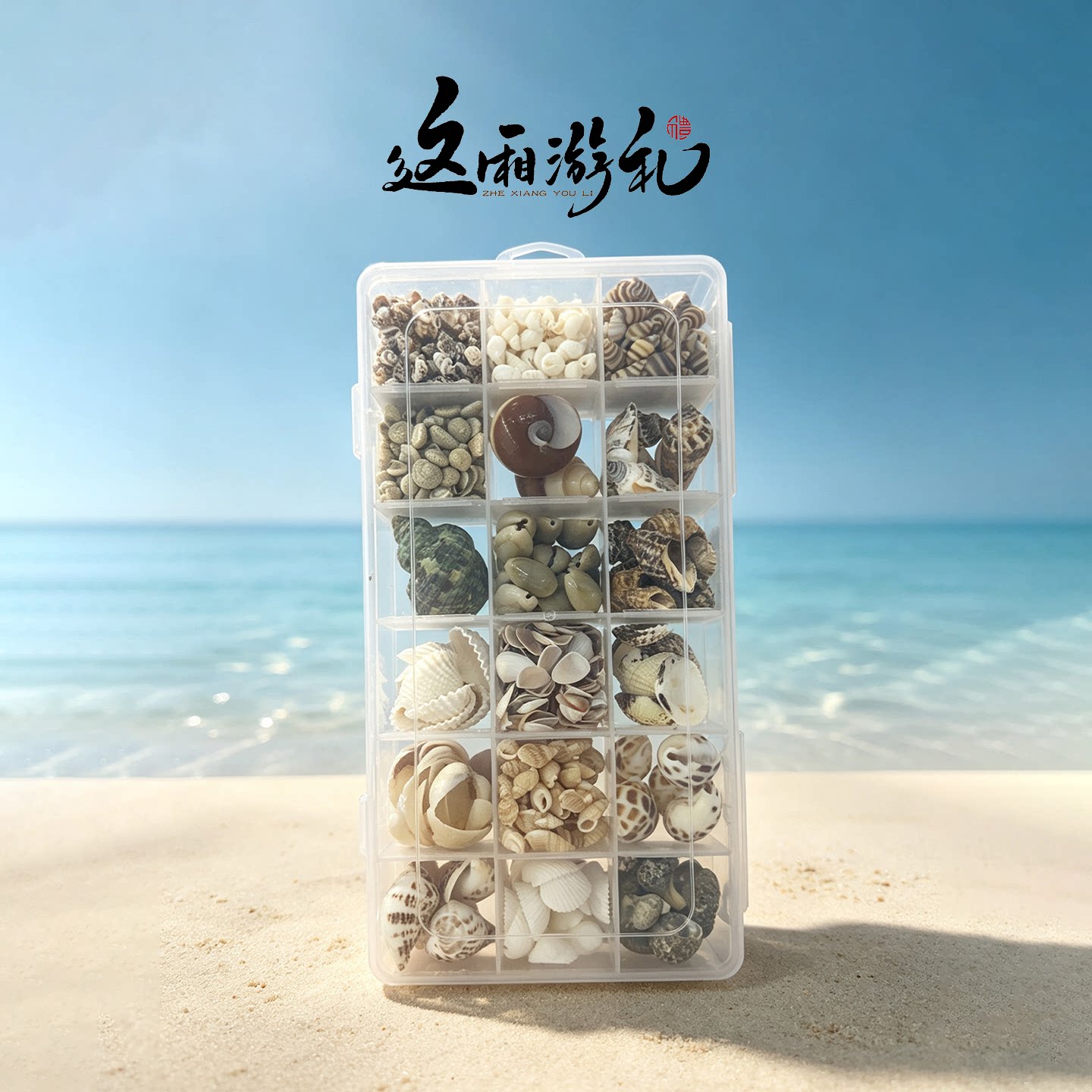 连云港天然贝壳海螺标本