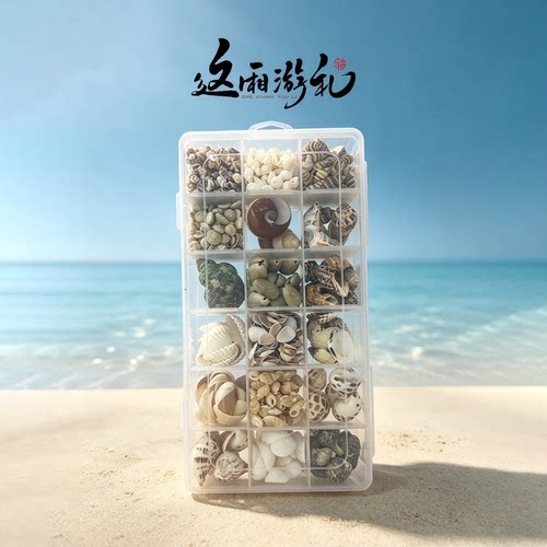 连云港天然贝壳海螺标本
