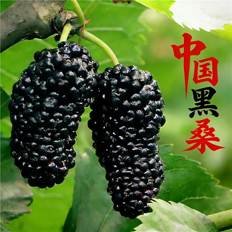 中国黑桑苗南北方庭院桑树苗四季耐寒大号桑葚果树苗盆栽嫁接果桑