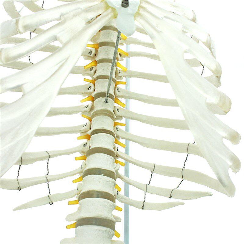 医学人体脊柱胸廓结构模型 脊椎骨盆整骨胸骨肋骨胸腔Z骼模骨架模