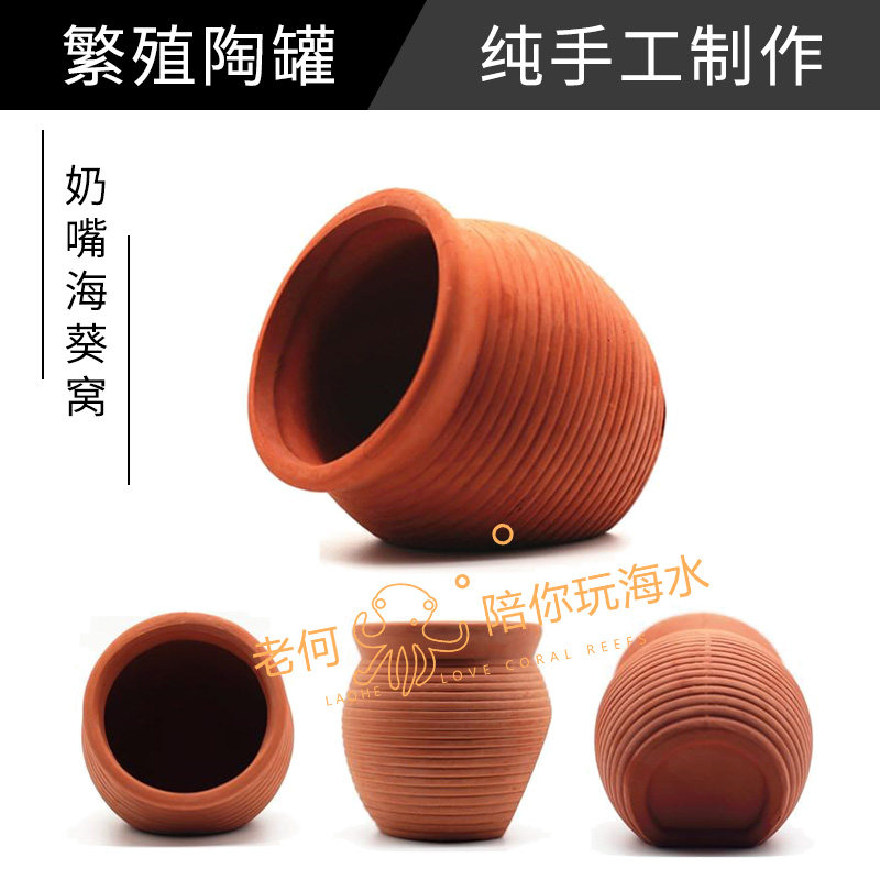 老何玩海水 奶嘴海葵窝小丑鱼陶罐F躲避洞屋卵洞虾屋虾罐繁殖罐图片