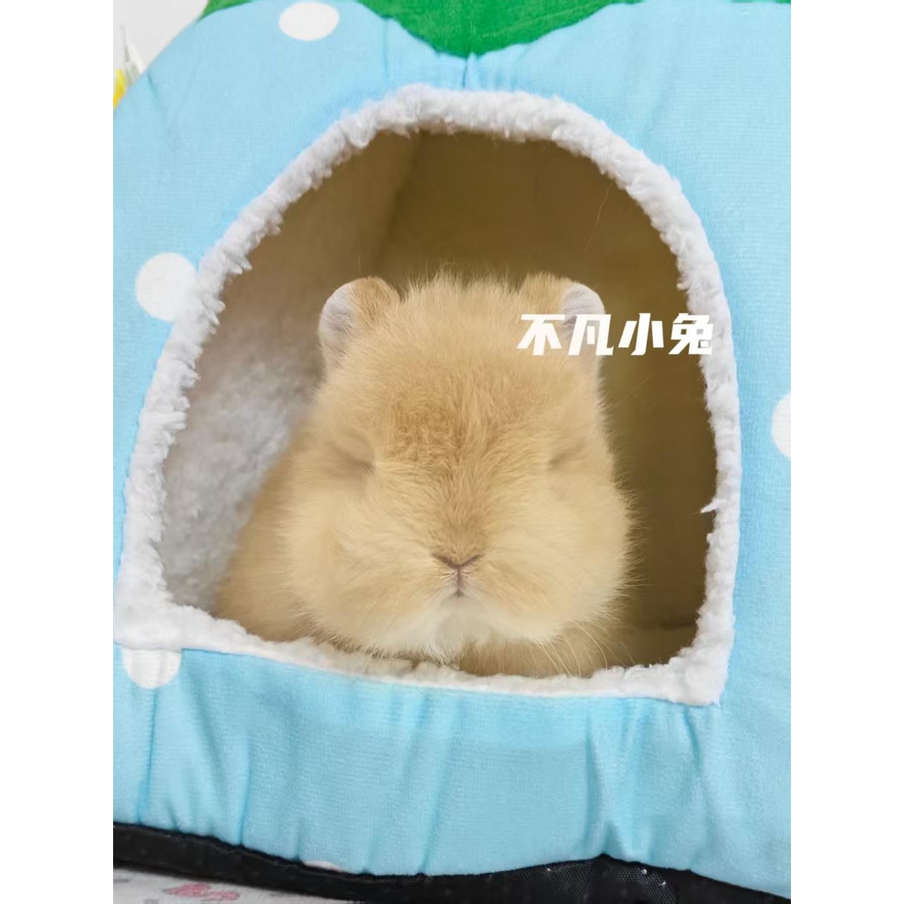 活体侏儒兔小白兔小型迷你侏儒猫猫茶杯兔垂耳兔长不大宠物兔子