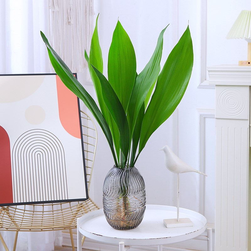 水培植物一叶兰盆栽室内客厅桌面绿植四季好养耐寒耐旱水养植物