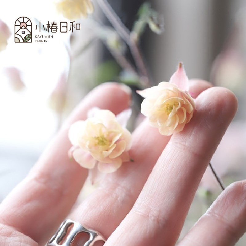 小椿日和 八重粉花无距斑叶花叶耧斗菜 多年生耐热耐寒花卉盆栽