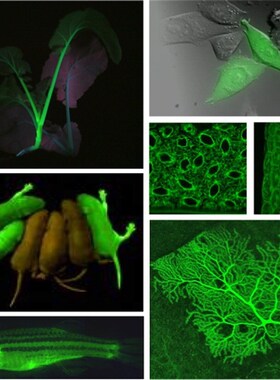 LUYOR-3415RG双波长荧光蛋白激发光源观测绿色荧光和红色荧光蛋白