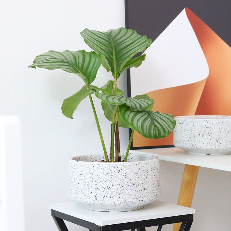 白色花盆陶瓷简约个性百搭大口径矮款办公室桌面蝴蝶兰专用