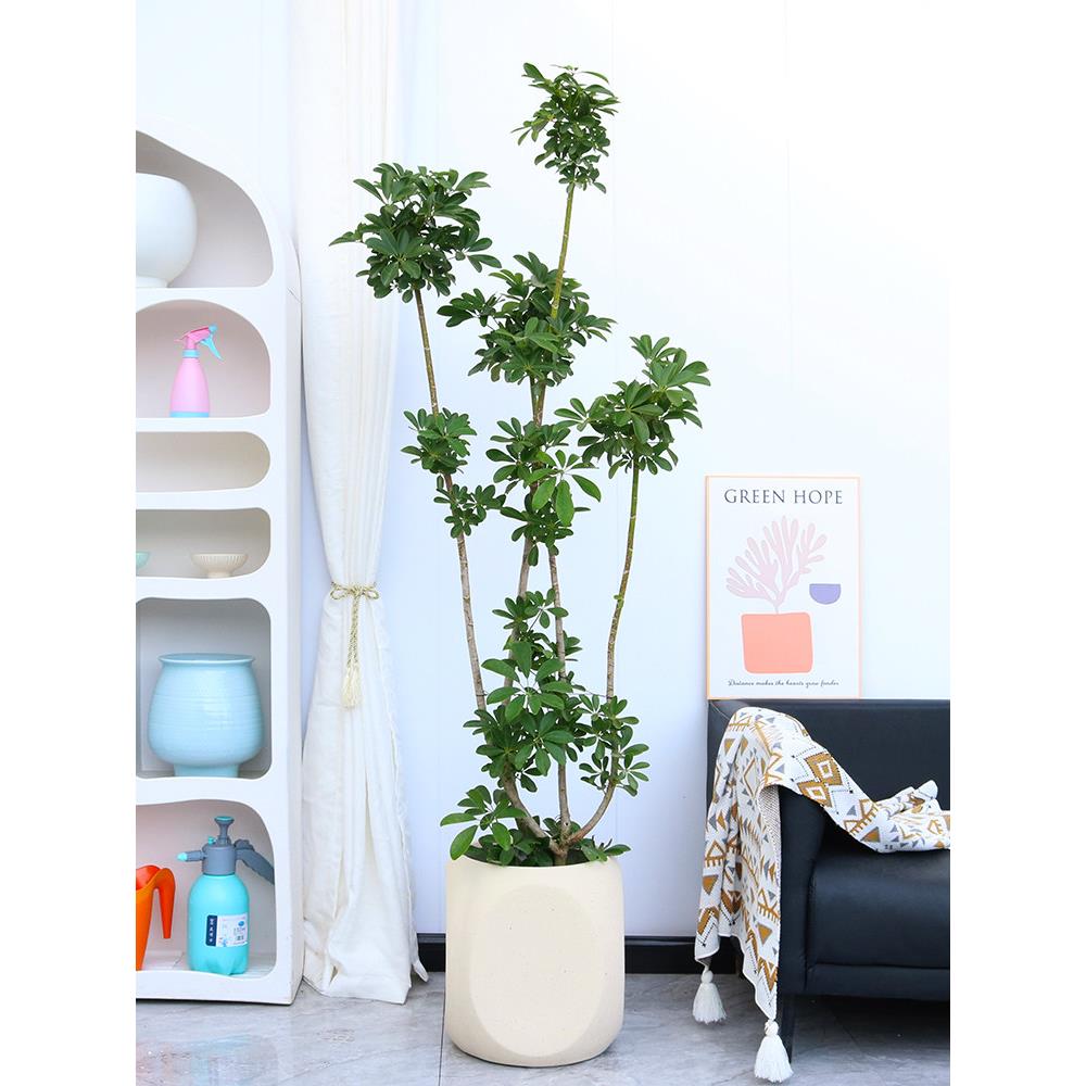 造型鸭脚木盆栽招财树造型橡皮树娃娃朱蕉室内办公室阳台客厅植物