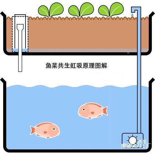Y鱼菜共菜LUM生系统配件金钟罩式虹生吸管I鱼共潮汐装置阳垒德株
