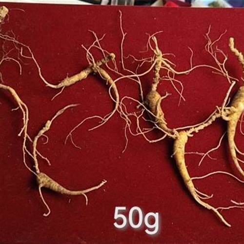 长白山林下参吃货自用实惠鲜参(年糕兔一碗)顺丰空运包邮